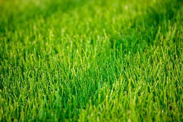 Natürlicher abstrakter Hintergrund — Stockfoto