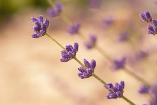 Levendula gyönyörű virágok — Stock Fotó