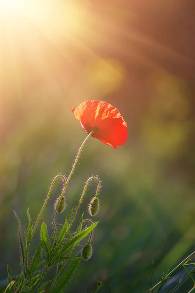 Roter Frühlingsmohn — Stockfoto