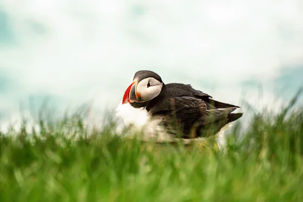 Um único puffin atlântico — Fotografia de Stock