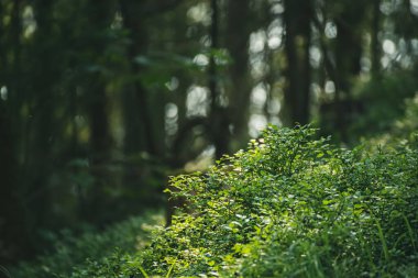 Karanlık kasvetli orman