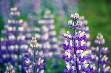 İzlanda 'da Lupine çiçekleri