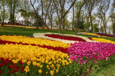 Emirgan Parkı, İstanbul 'da renkli laleler