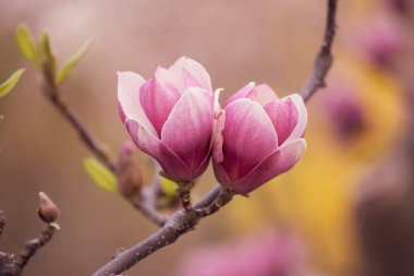 Magnolia bahar çiçekleri