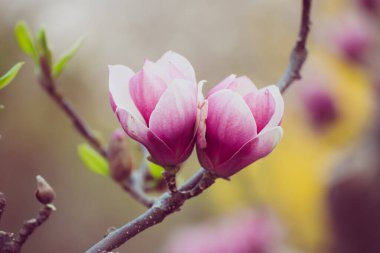 Magnolia bahar çiçekleri