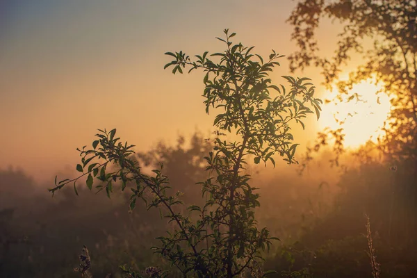 Klasik güneşli arkaplan — Stok fotoğraf