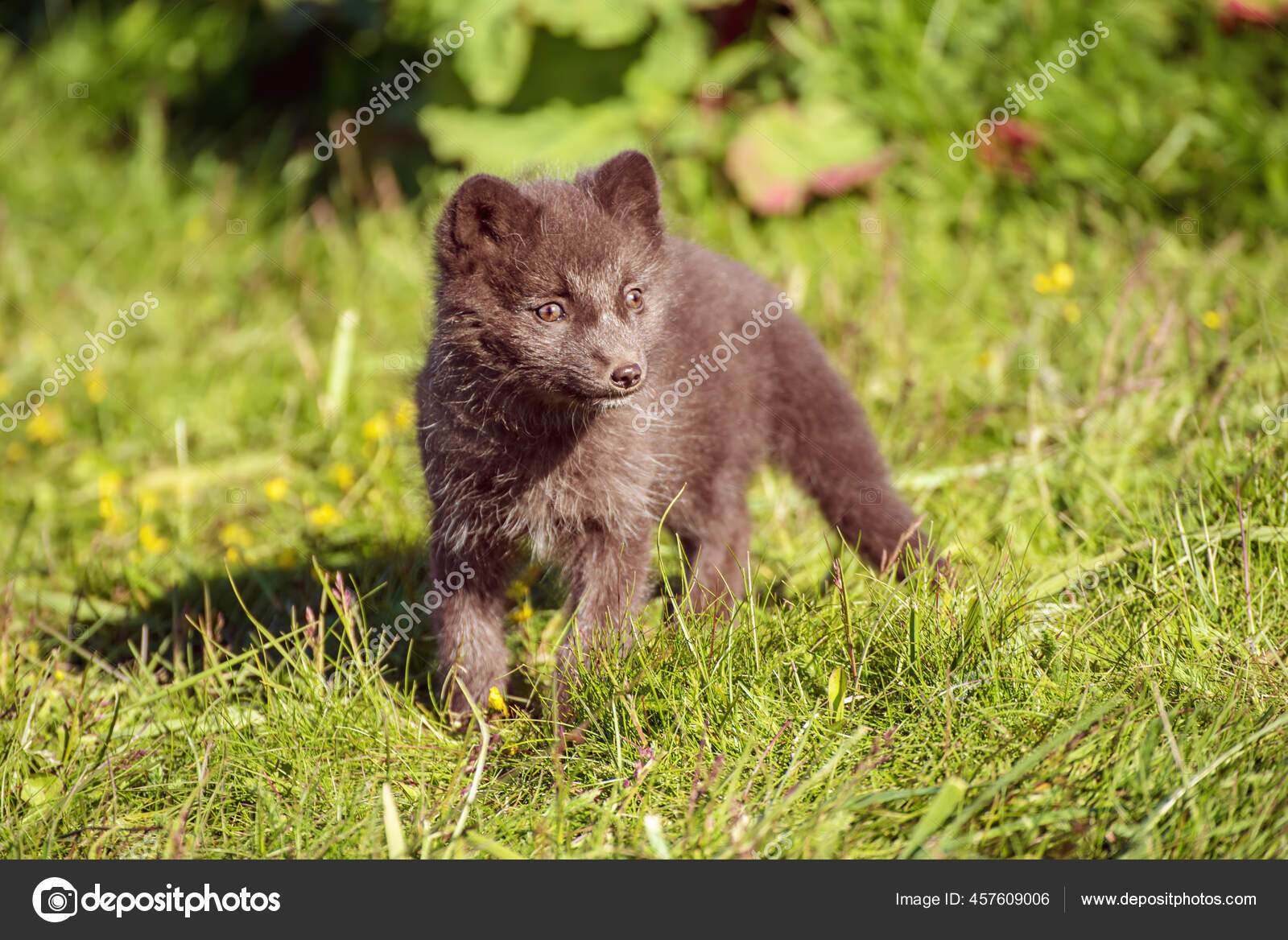 Devil in a blue dress: colour morph affects fitness in Arctic foxes –  Animal Ecology in Focus, image size:1600x1168