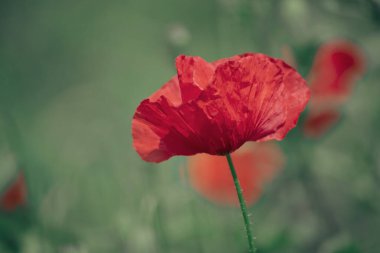 Kırmızı bahar gelinciği