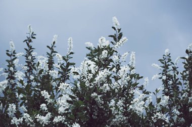 Bahar beyaz çiçekleri