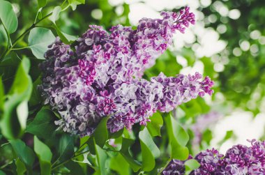 Bahar leylak çiçekleri