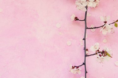 Kayısı çiçekleri çimentoda