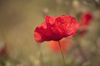 Kırmızı bahar gelinciği