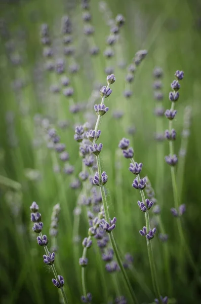 Lavanda hermosas flores —  Fotos de Stock