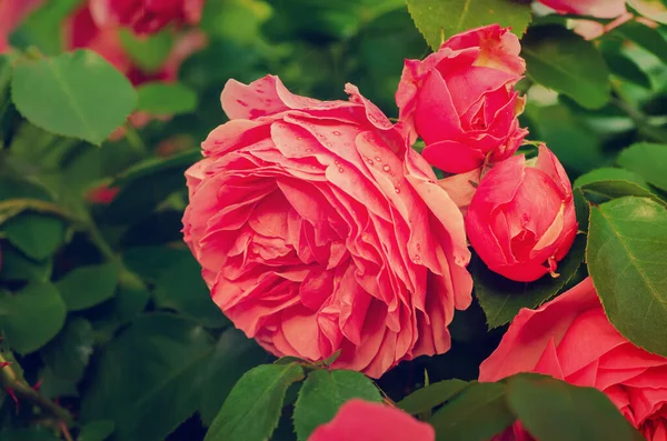 Ροζ τριαντάφυλλα στον κήπο — Φωτογραφία Αρχείου