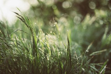 Doğal soyut arkaplan