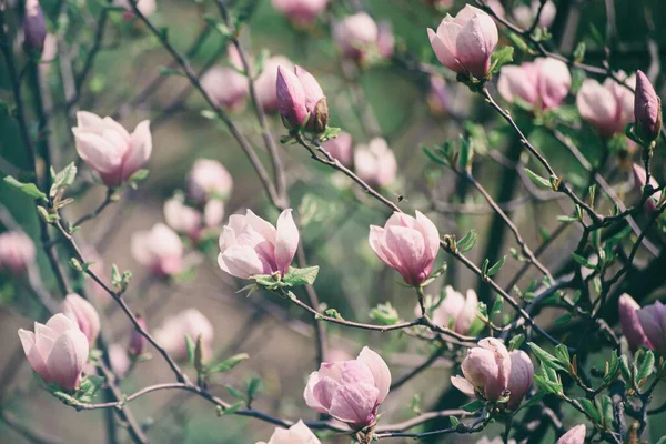 Magnolia flores de primavera — Foto de Stock