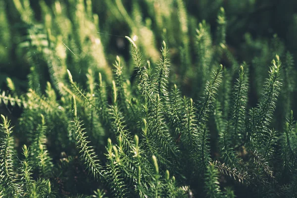 Yeşil yosun arkaplanı — Stok fotoğraf