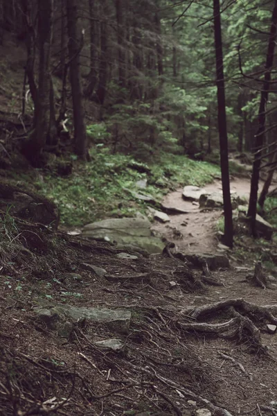 Nordskandinavischer Wald — Stockfoto