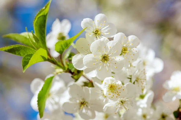 Kersen bloemen frame — Stockfoto