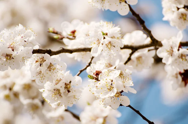 Aprikosträd blommar — Stockfoto