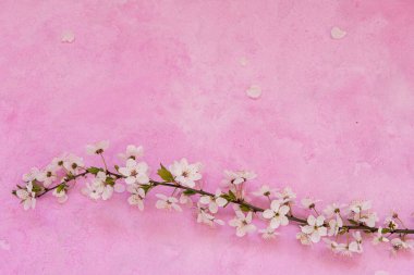 Çimentoda kiraz çiçekleri