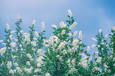 Bahar beyaz çiçekleri