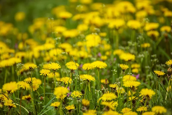 Pré de fleurs de pissenlit — Photo