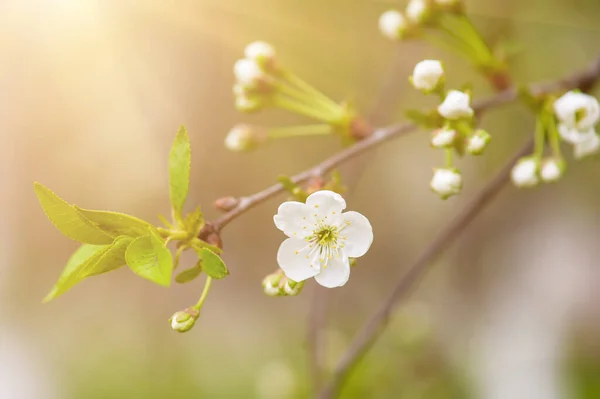 Cornice fiori di ciliegio — Foto Stock