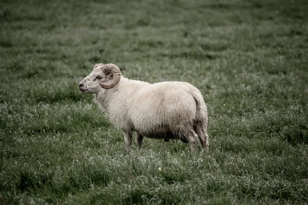 İzlanda 'da koyun otlatıyor. — Stok fotoğraf