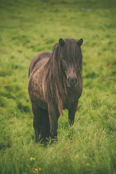 Икеландская лошадь — стоковое фото