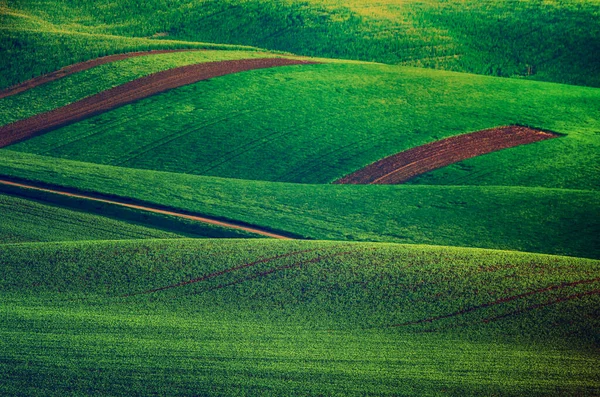 Grünes Gras Feld Hintergrund — Stockfoto