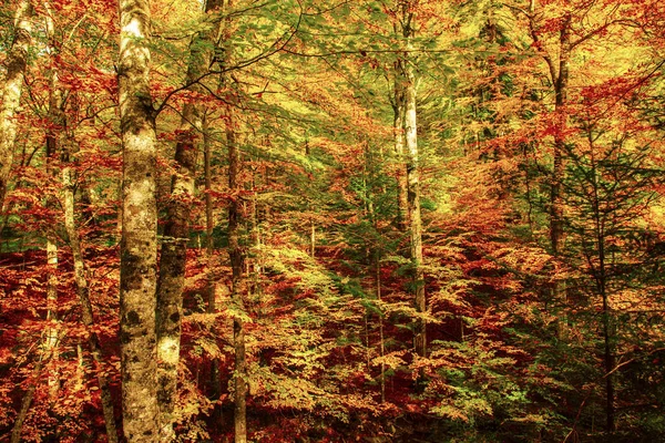 Indah lanskap musim gugur — Stok Foto