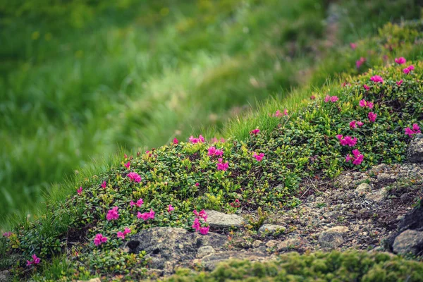 Fiori di rododendro in natura — Foto Stock