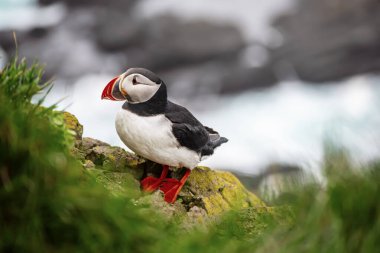 Tek Atlantik martısı.