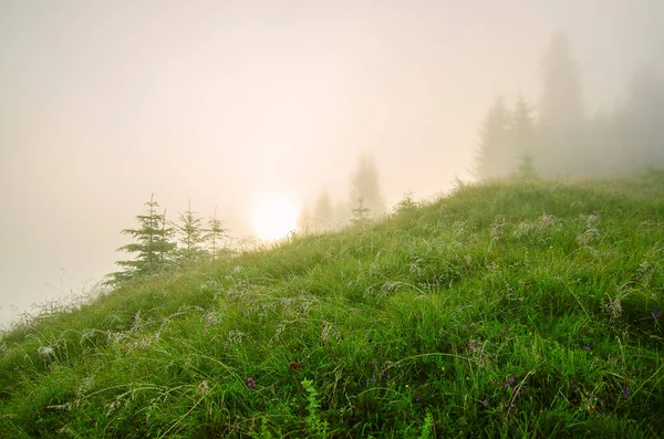 Foggy morning landscape — Stock Photo, Image