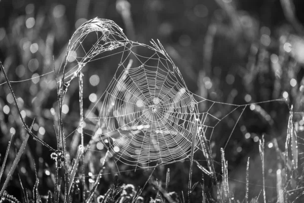 Plantas com web — Fotografia de Stock