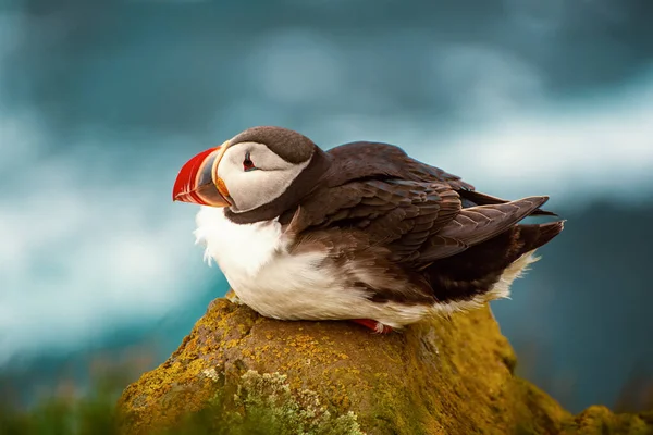 Atlantische papegaaiduiker — Stockfoto