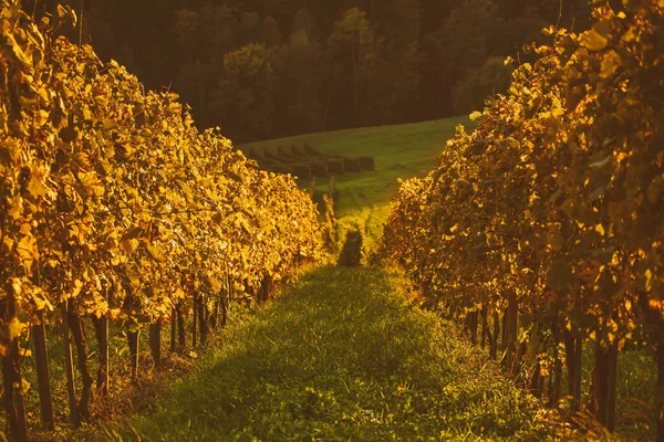 Fila de viñedos en Eslovenia —  Fotos de Stock
