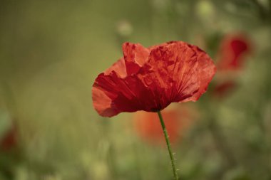 Kırmızı bahar gelinciği