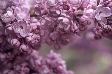 Leylak çiçekleri makro