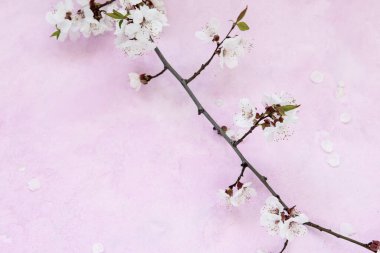 Kayısı çiçekleri çimentoda