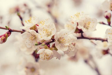 Kayısı ağacı çiçekleri