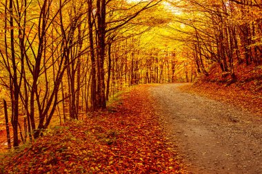 Güzel sonbahar manzarası