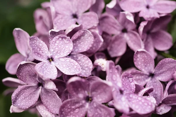 Kwiaty lilii makro — Zdjęcie stockowe