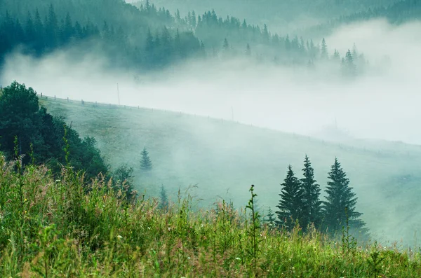 Mlhavá ranní krajina — Stock fotografie