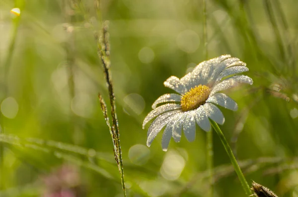 Wilde Kamillenblüten — Stockfoto