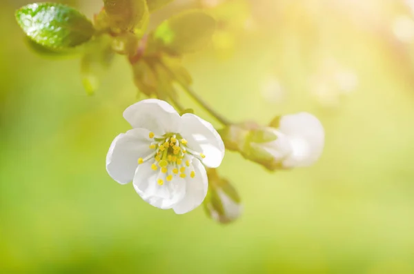 Cornice fiori di ciliegio — Foto Stock