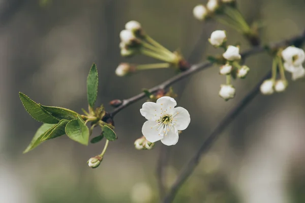 Cadre de fleurs de cerise — Photo