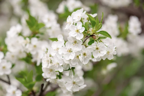 Moldura de flores de cereja — Fotografia de Stock