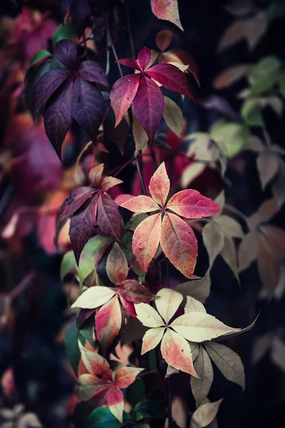 Άγρια κόκκινα φύλλα σταφυλιών — Φωτογραφία Αρχείου
